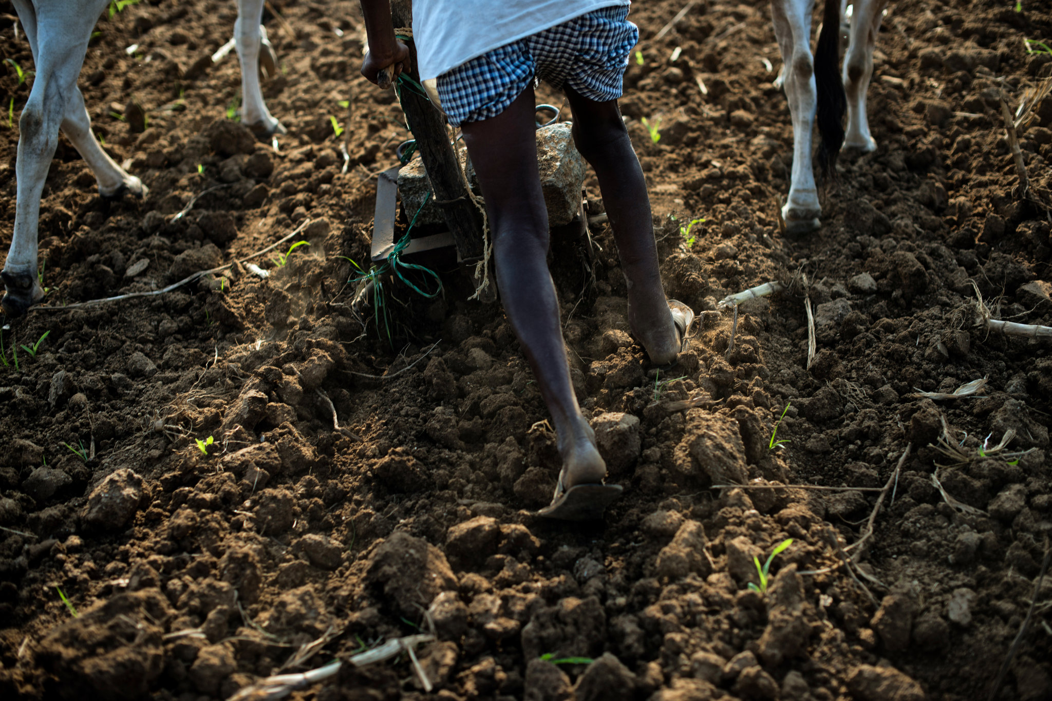 இந்தியாவில் ஒரு மணி நேரத்துக்கு ஒரு விவசாயி தற்கொலை